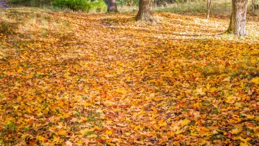 Höstbild. Skog. Marken är täckt med fallna löv i höstfärger.