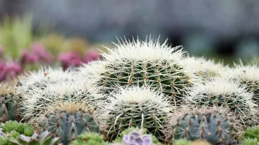 Nrkp kaktusplantering