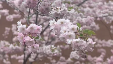 Körsbärsträd i blomning