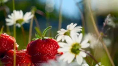 sommar