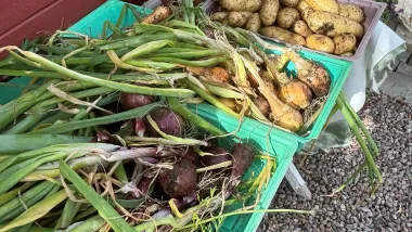 odla hemma för din beredskap