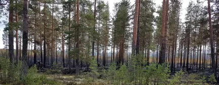 Branden i Ljusdal 2018