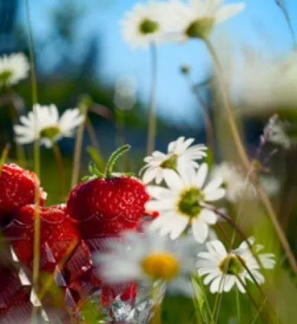 sommar