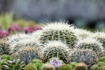 Nrkp kaktusplantering